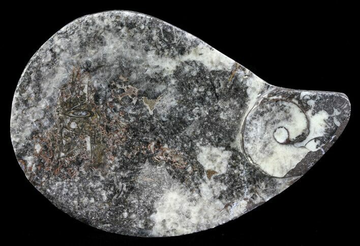 Teardrop Fossil Goniatite Dish - Stoneware #62434